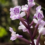 48. Cynorkis calcarata Orchidaceae Endémique La Réunion, Maurice.jpeg