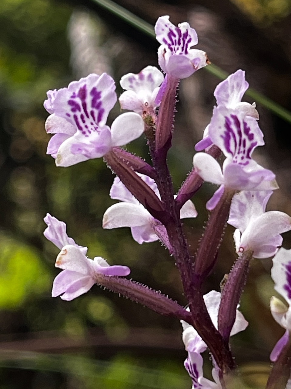 49. Cynorkis calcarata Orchidaceae Endémique La Réunion, Maurice.jpeg