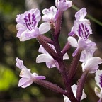 49. Cynorkis calcarata Orchidaceae Endémique La Réunion, Maurice.jpeg