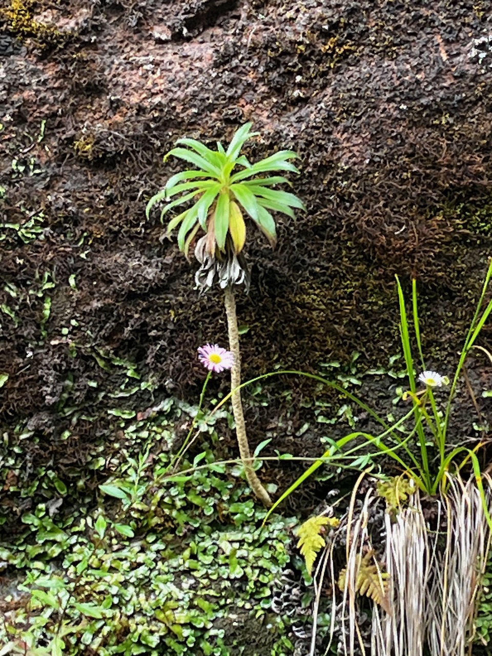 50. Heterochænia ??? ensifolia sur la paroi au retour.jpeg