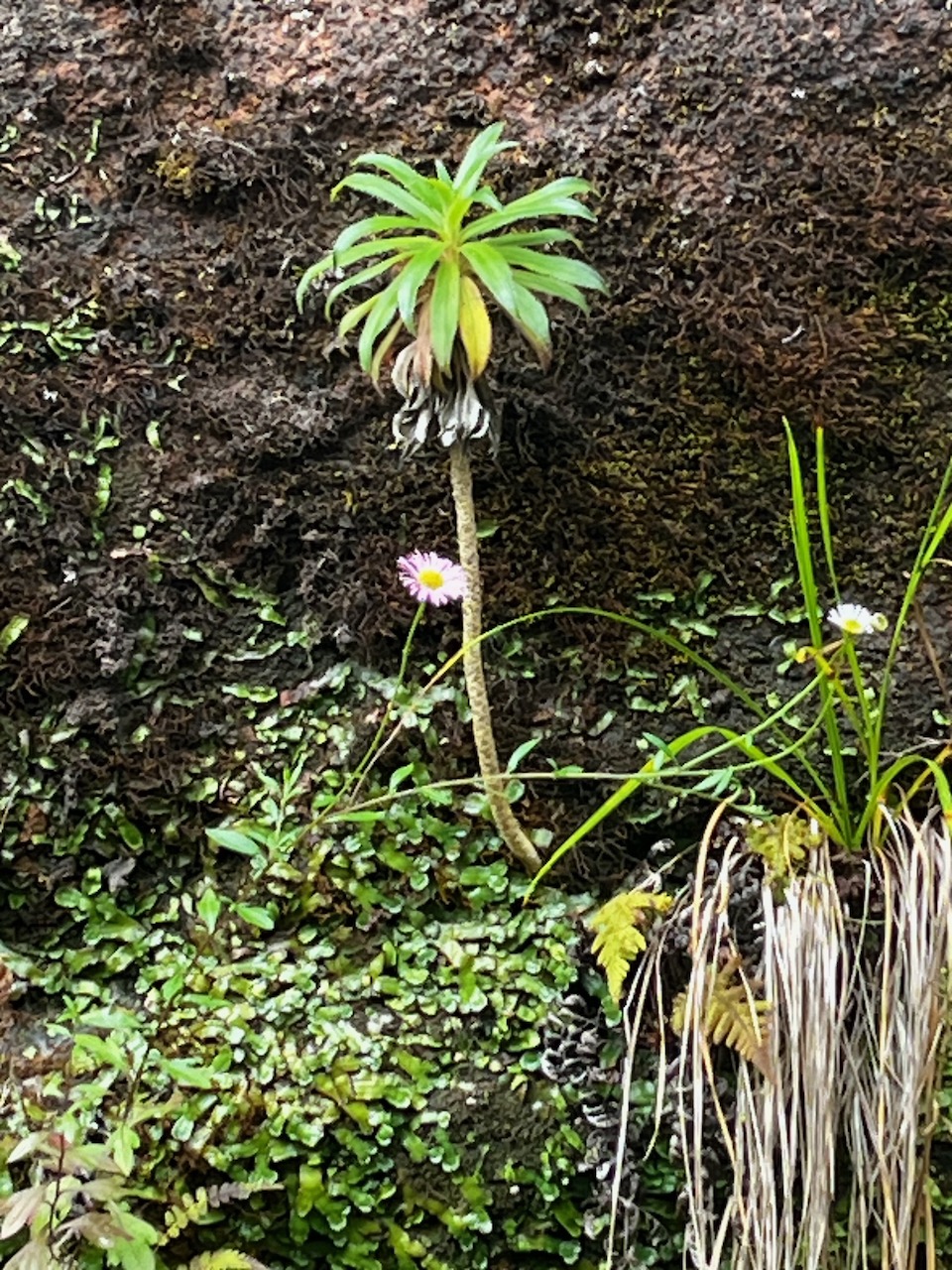 51. Heterochænia ??? juvénile ensifolia sur la paroi au retour.jpeg