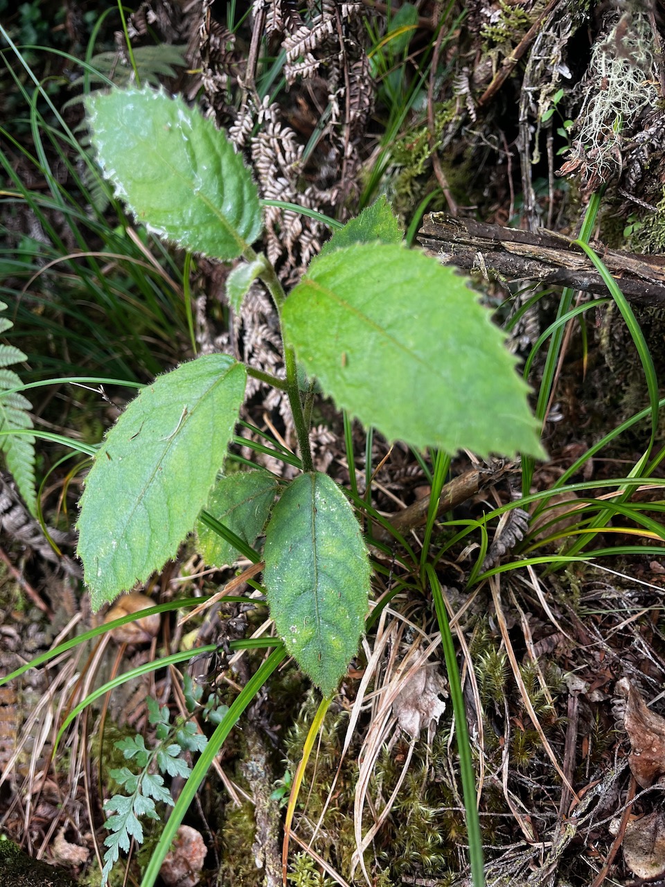 52. Claoxylon  ??? dolichostacum ??? cetosum.jpeg