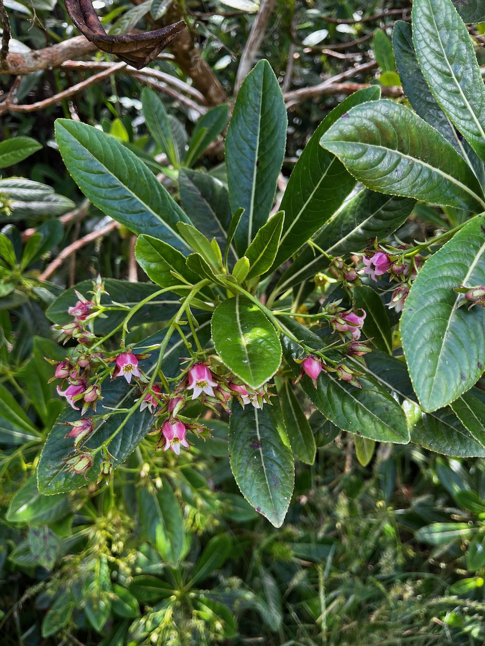 6. Fleurs Forgesia racemosa - Bois de Laurent Martin - Escalloniacée - B.jpeg