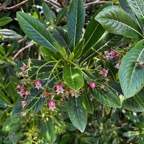 6. Fleurs Forgesia racemosa - Bois de Laurent Martin - Escalloniacée - B.jpeg