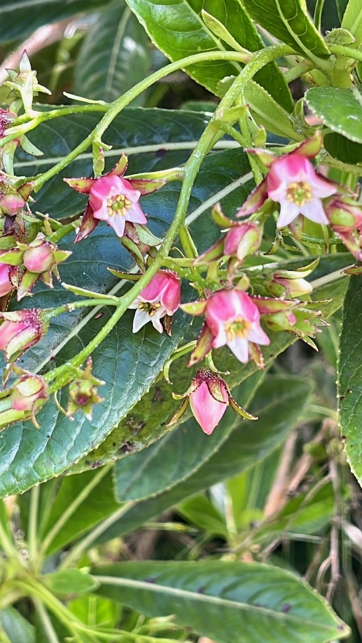 7. I  Fleurs Forgesia racemosa - Bois de Laurent Martin - Escalloniacée - B MG_2205.HEIC.jpeg