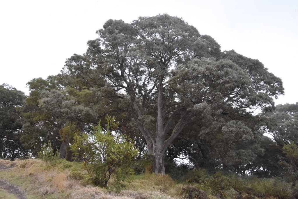 Acacia_heterophylla-Tamarin_des_Hauts-FABACEAE-Endemique_Reunion-MB3_8370.jpg