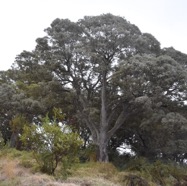 Acacia_heterophylla-Tamarin_des_Hauts-FABACEAE-Endemique_Reunion-MB3_8370.jpg