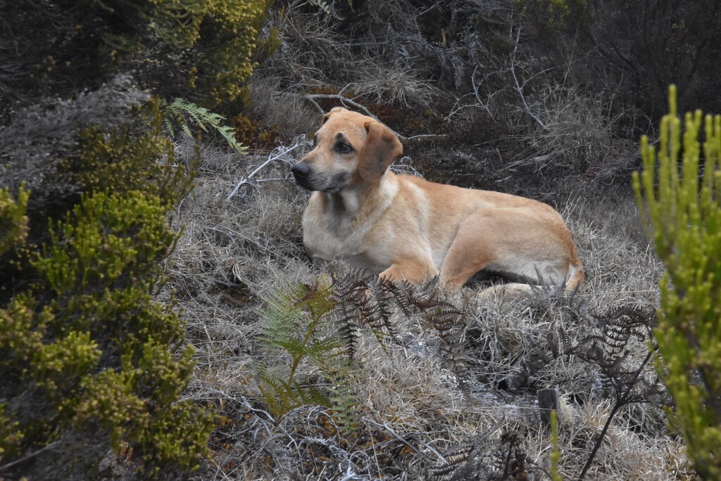 Canis_lupus_familiaris_ssp_errantis-Chien_errant_du_Maido-CANIDAE-MB3_8375.jpg