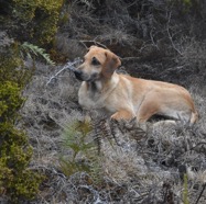 Canis_lupus_familiaris_ssp_errantis-Chien_errant_du_Maido-CANIDAE-MB3_8375.jpg