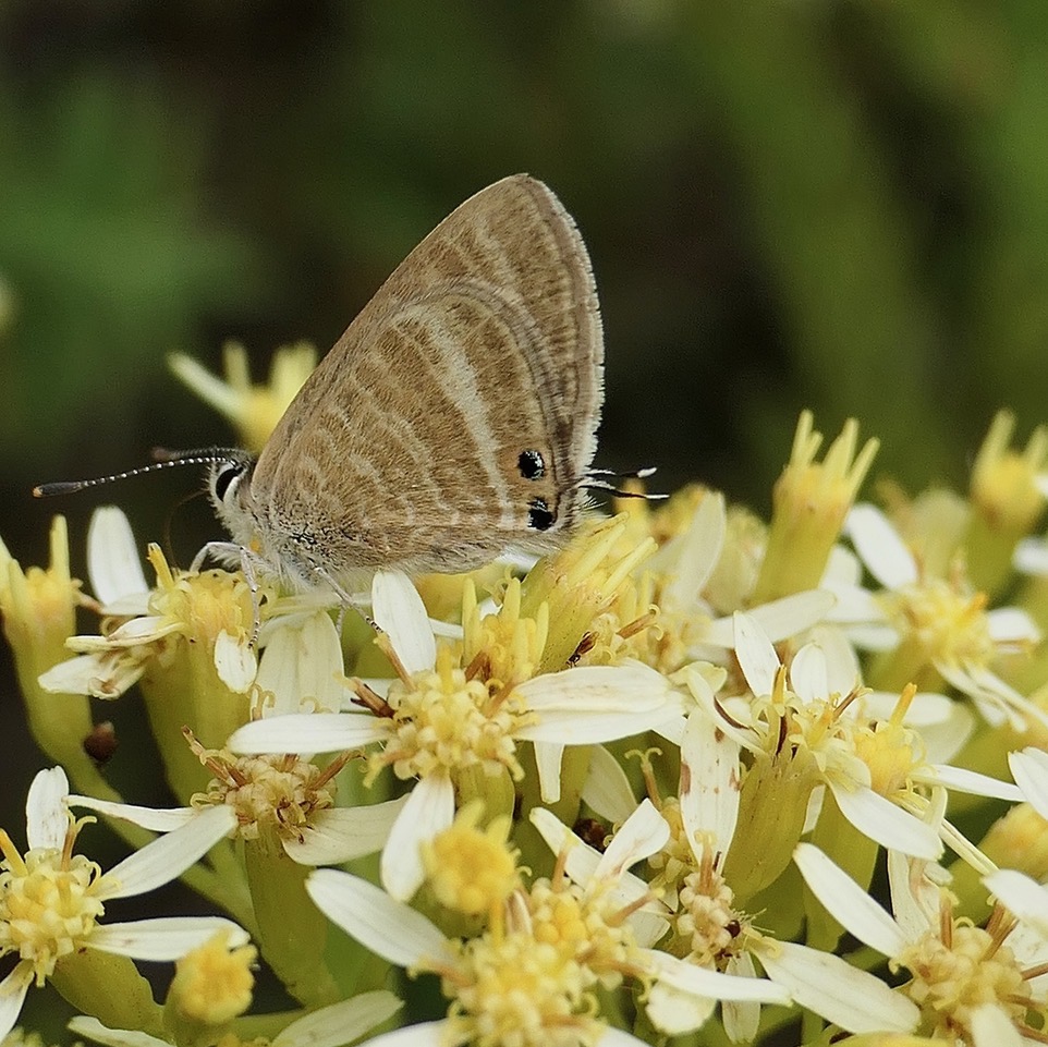 Azuré porte-queue. Lampides boeticus.polyommatinae sur Hubertia ambavilla  Ambaville  asteraceae  endémique Réunion Maurice (1).jpeg