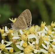 Azuré porte-queue. Lampides boeticus.polyommatinae sur Hubertia ambavilla  Ambaville  asteraceae  endémique Réunion Maurice (1).jpeg