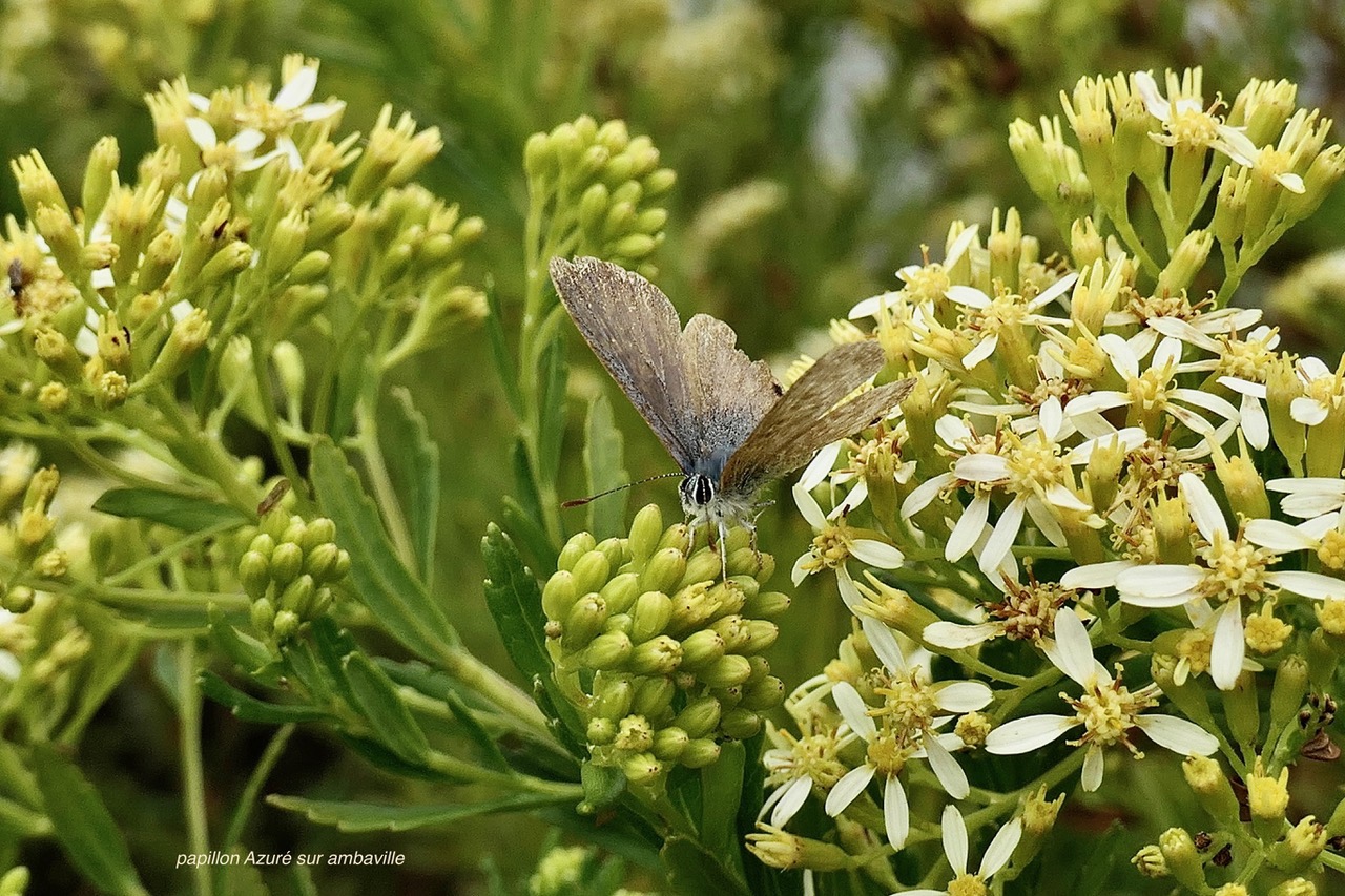 Azuré porte-queue. Lampides boeticus.polyommatinae sur Hubertia ambavilla  Ambaville  asteraceae  endémique Réunion Maurice (2).jpeg