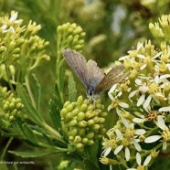 Azuré porte-queue. Lampides boeticus.polyommatinae sur Hubertia ambavilla  Ambaville  asteraceae  endémique Réunion Maurice (2).jpeg