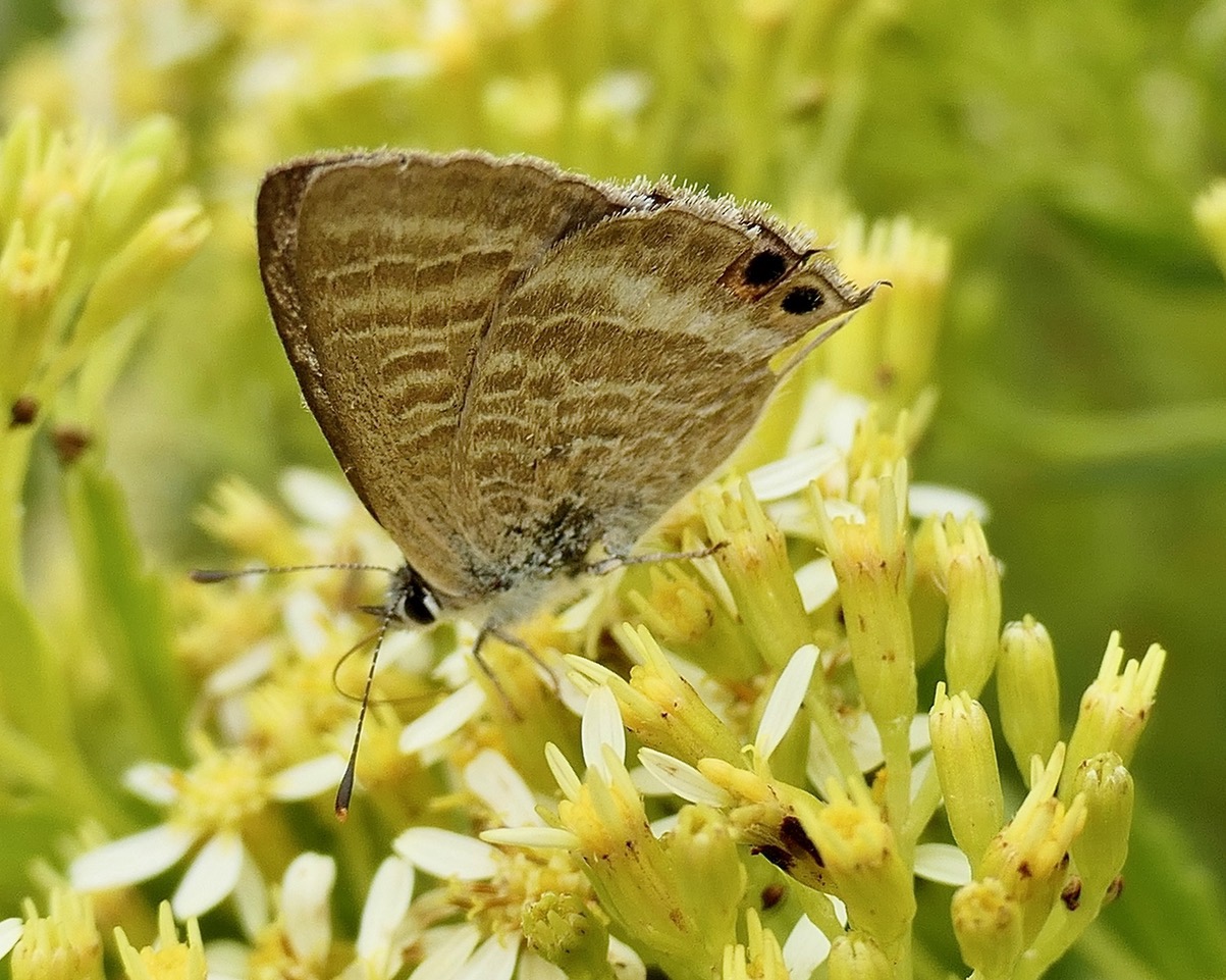 Azuré porte-queue. Lampides boeticus.polyommatinae sur Hubertia ambavilla  Ambaville  asteraceae  endémique Réunion Maurice.jpeg