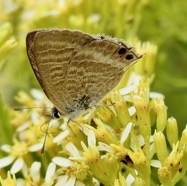 Azuré porte-queue. Lampides boeticus.polyommatinae sur Hubertia ambavilla  Ambaville  asteraceae  endémique Réunion Maurice.jpeg