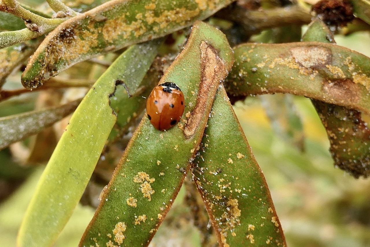 Coccinelle se nourissant sur des phyllodes de tamarin des hauts envahi par des psylles.jpeg