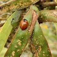 Coccinelle se nourissant sur des phyllodes de tamarin des hauts envahi par des psylles.jpeg