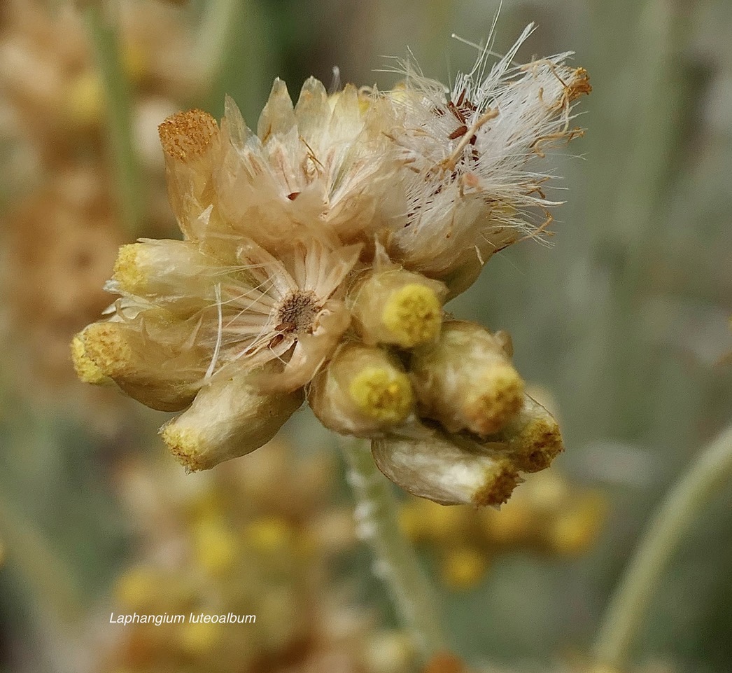 Laphangium luteoalbum.immortelle marronne.pseudognaphale blanc-jaunâtre.asteraceae.potentiellement envahissante. (1).jpeg