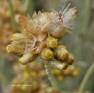 Laphangium luteoalbum.immortelle marronne.pseudognaphale blanc-jaunâtre.asteraceae.potentiellement envahissante. (1).jpeg