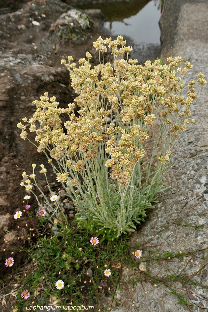 Laphangium luteoalbum.immortelle marronne.pseudognaphale blanc-jaunâtre.asteraceae.potentiellement envahissante..jpeg