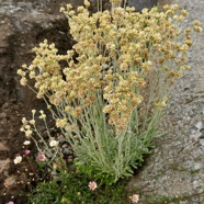 Laphangium luteoalbum.immortelle marronne.pseudognaphale blanc-jaunâtre.asteraceae.potentiellement envahissante..jpeg