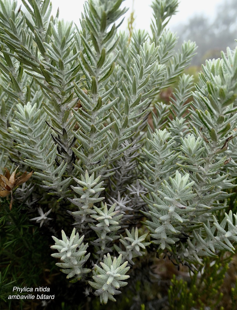 Phylica nitida  ambaville bâtard.rhamnaceae.endémique Réunion Maurice.jpeg