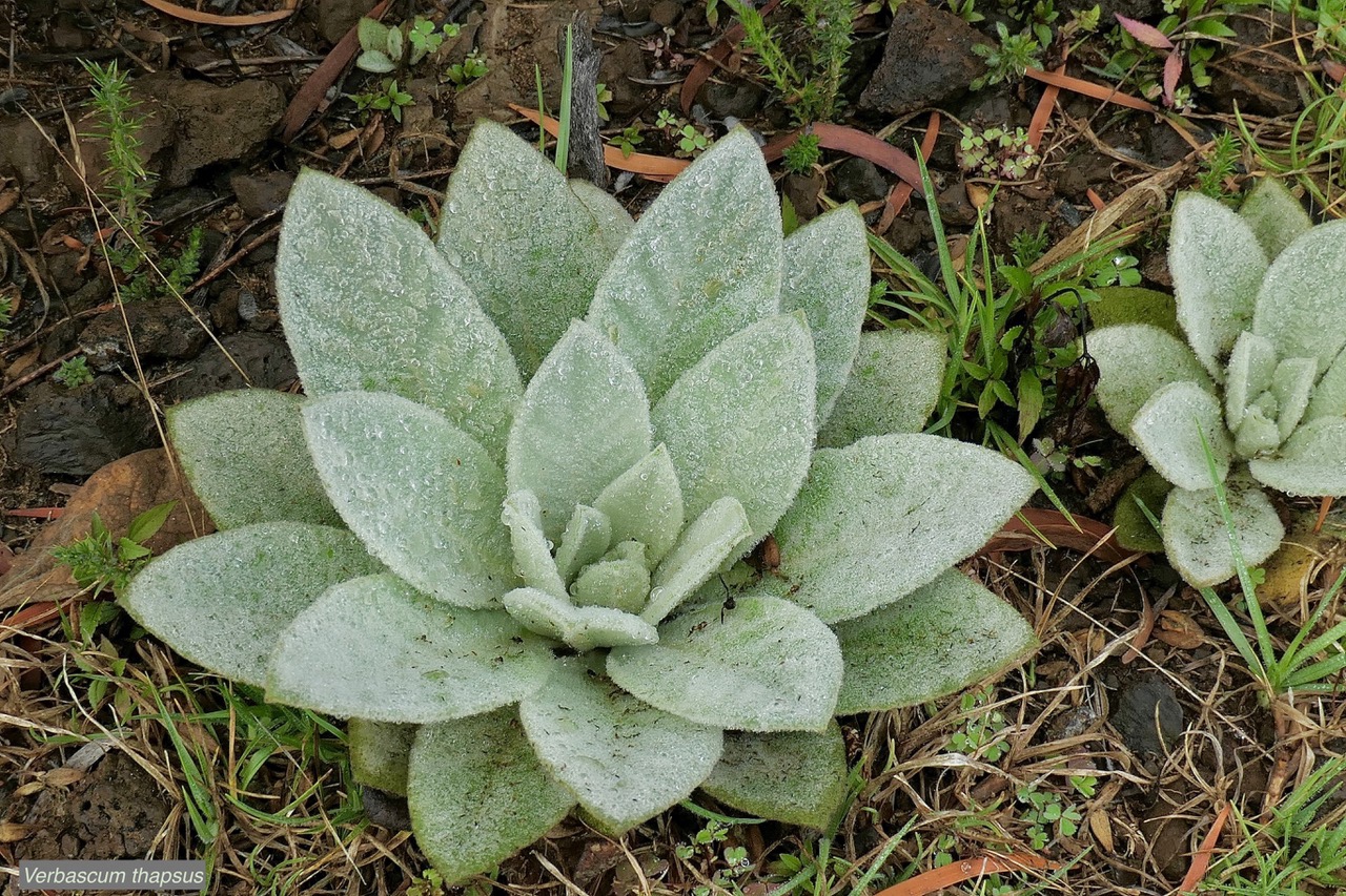 Verbascum thapsus.molène.bouillon blanc.scrophulariaceae.espèce envahissante.j.jpeg