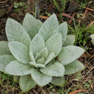 Verbascum thapsus.molène.bouillon blanc.scrophulariaceae.espèce envahissante.j.jpeg