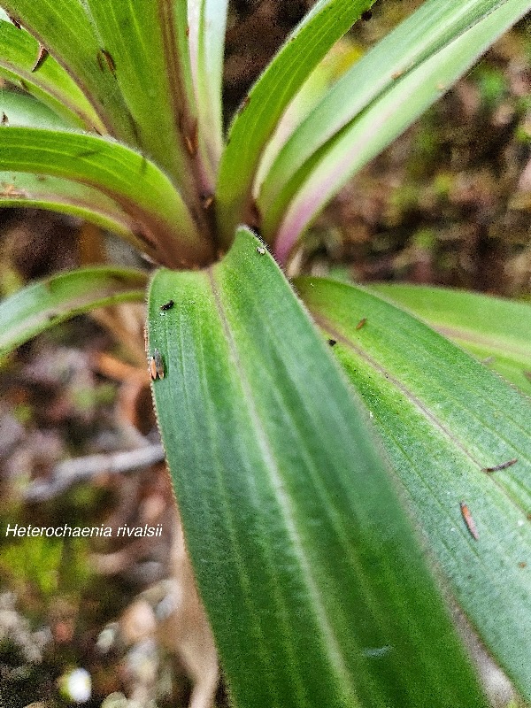 Heterochaenia rivalsii Campanulac eae Endémique La Réunion 30.jpeg