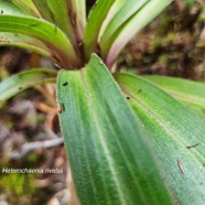 Heterochaenia rivalsii Campanulac eae Endémique La Réunion 30.jpeg