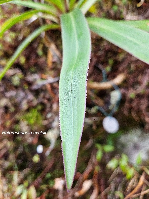 Heterochaenia rivalsii Campanulac eae Endémique La Réunion 38.jpeg