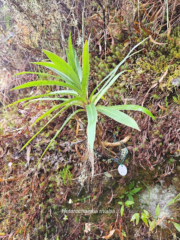 Heterochaenia rivalsii Campanulaceae Endémique La Réunion 17.jpeg