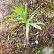 Heterochaenia rivalsii Campanulaceae Endémique La Réunion 17.jpeg