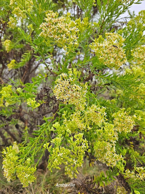 Hubertia ambavilla  Ambaville Asteracea Endémique La Réunion, Maurice 8.jpeg