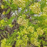 Hubertia ambavilla  Ambaville Asteracea Endémique La Réunion, Maurice 8.jpeg