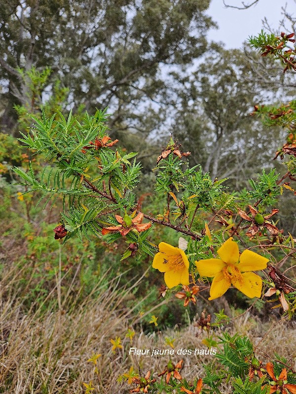 Hypericum lanceolatum var angustifolium Fleur jaune des hauts Hypericaceae Endémique La Réunion 9.jpeg