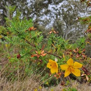 Hypericum lanceolatum var angustifolium Fleur jaune des hauts Hypericaceae Endémique La Réunion 9.jpeg