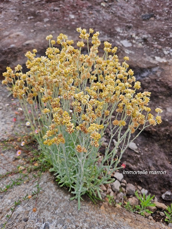 Laphangium luteoalbum Immortele marron Asteraceae Pot envahissant 34.jpeg