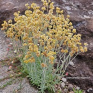 Laphangium luteoalbum Immortele marron Asteraceae Pot envahissant 34.jpeg