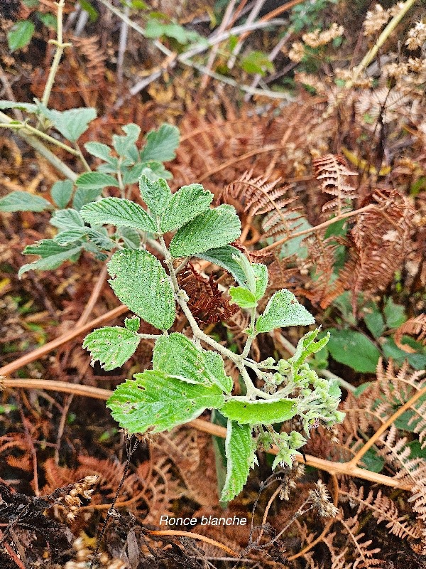 Rubus apetalus Ronce blanche Rosaceae Indigène La Réunion 38.jpeg