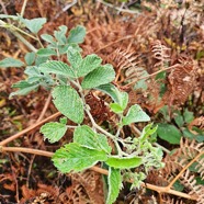 Rubus apetalus Ronce blanche Rosaceae Indigène La Réunion 38.jpeg