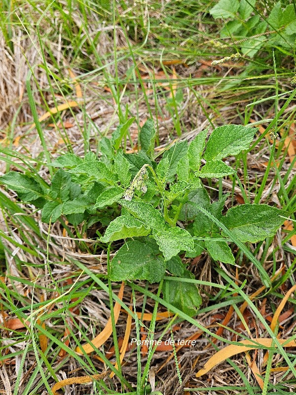 Solanum tuberosum Pommme de terre Solanaceae Cultivé 02.jpeg