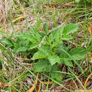 Solanum tuberosum Pommme de terre Solanaceae Cultivé 02.jpeg