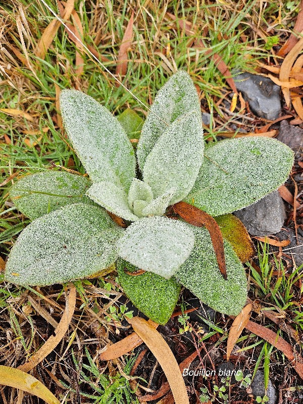 Verbascum thapsus Bouillon blanc Scrophulariaceae E E  4.jpeg