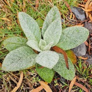 Verbascum thapsus Bouillon blanc Scrophulariaceae E E  4.jpeg