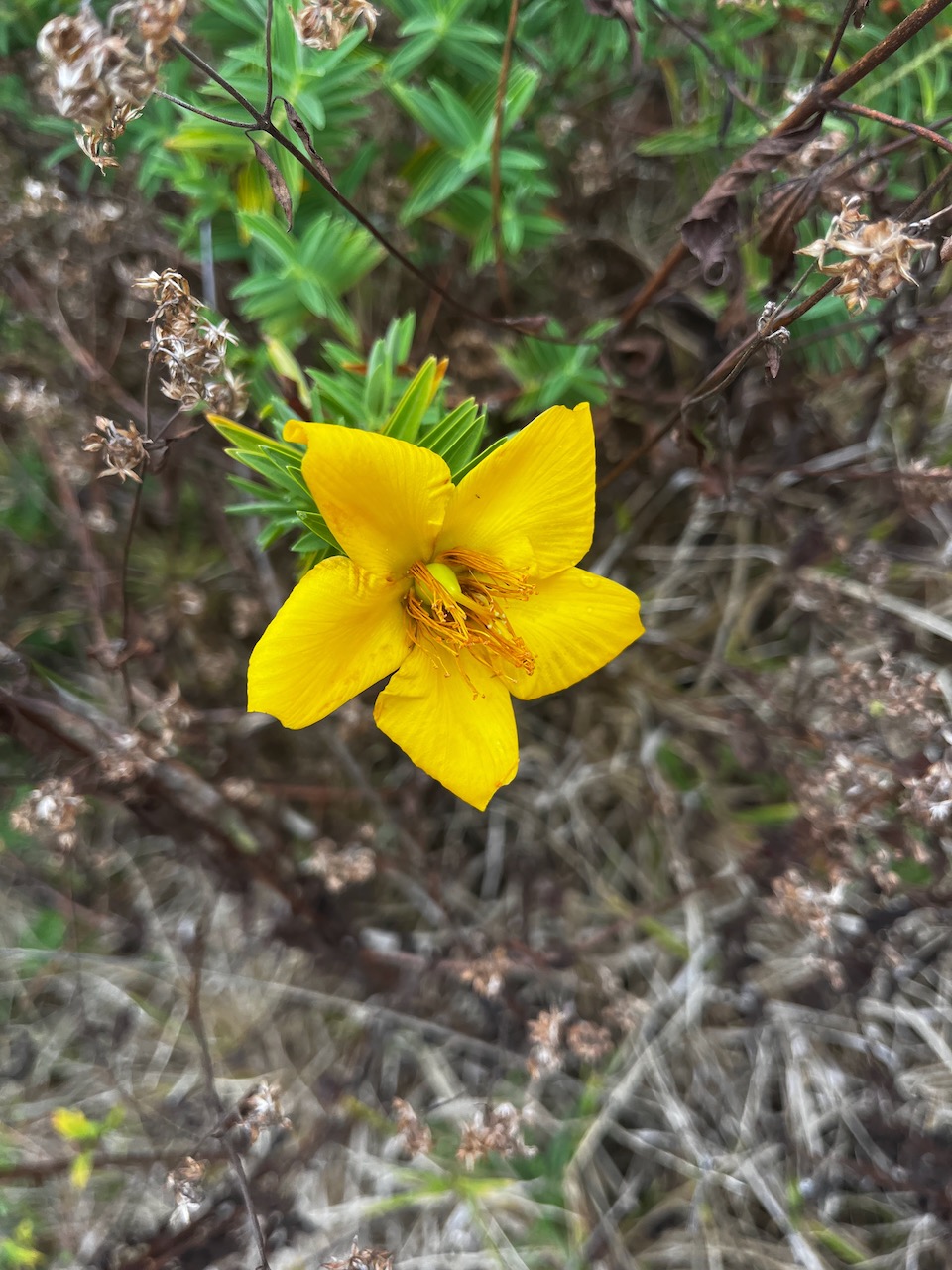 1. Hypericum lanceolatum angustifolium - Fleur jaune des hauts -  Hypericaceae - endémique de La Réunion.jpeg