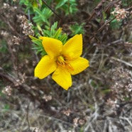 1. Hypericum lanceolatum angustifolium - Fleur jaune des hauts -  Hypericaceae - endémique de La Réunion.jpeg