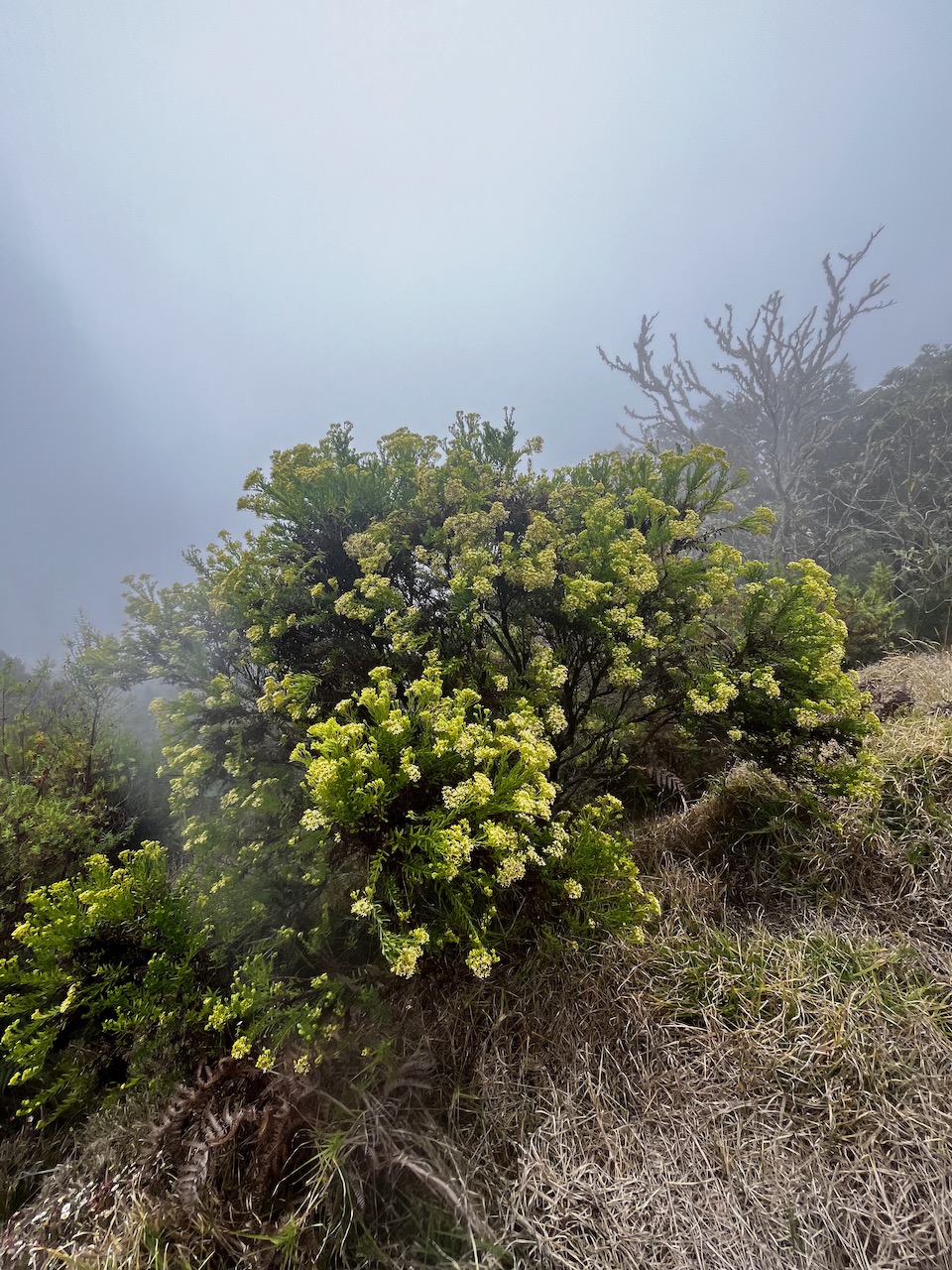 2. Hubertia ambavilla Bory - Ambaville (verte) - Asteraceae - Endémique R.jpeg