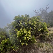 2. Hubertia ambavilla Bory - Ambaville (verte) - Asteraceae - Endémique R.jpeg