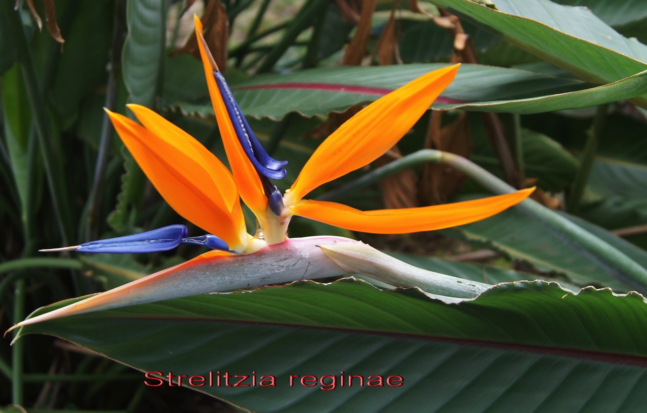 Strelitzia_reginae